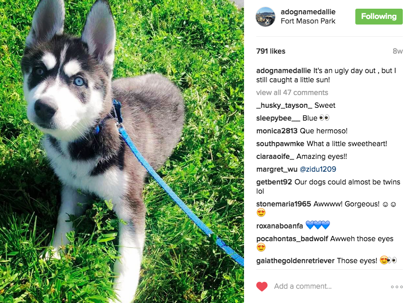 Tips and Tricks to Grow Puppy Profiles on Instagram