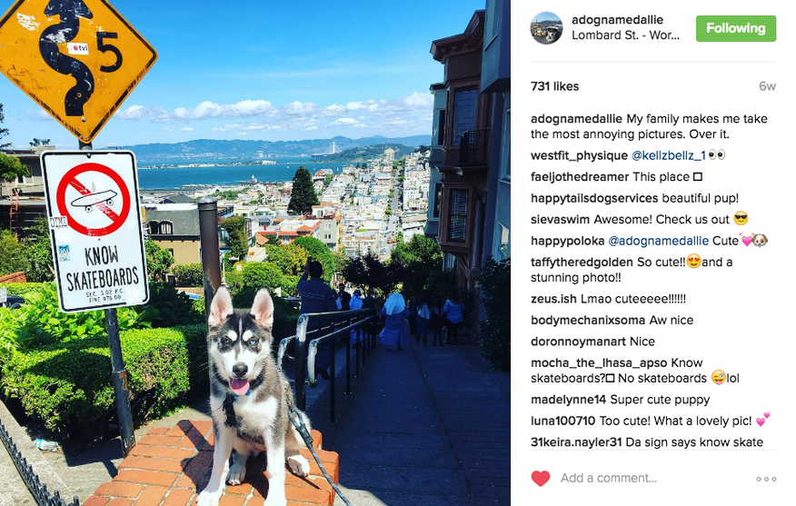 Best Instagram dog bios