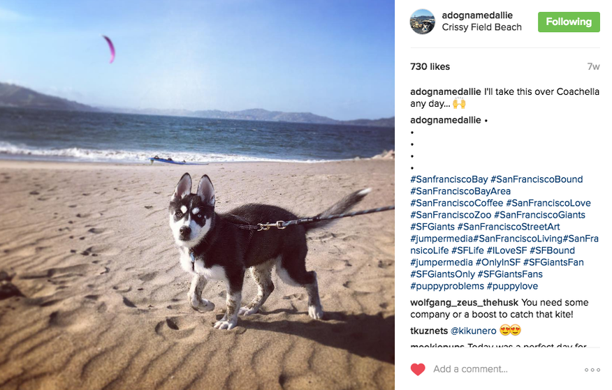 Dog Instagram hashtags - Best ones to use? 