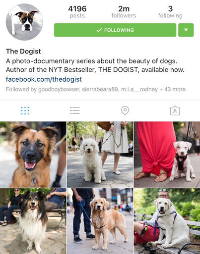 Best Instagram bios for dogs