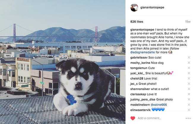 What are the best dog instagram names? 